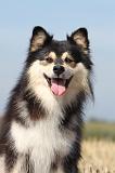 CHIEN FINNOIS DE LAPONIE 635